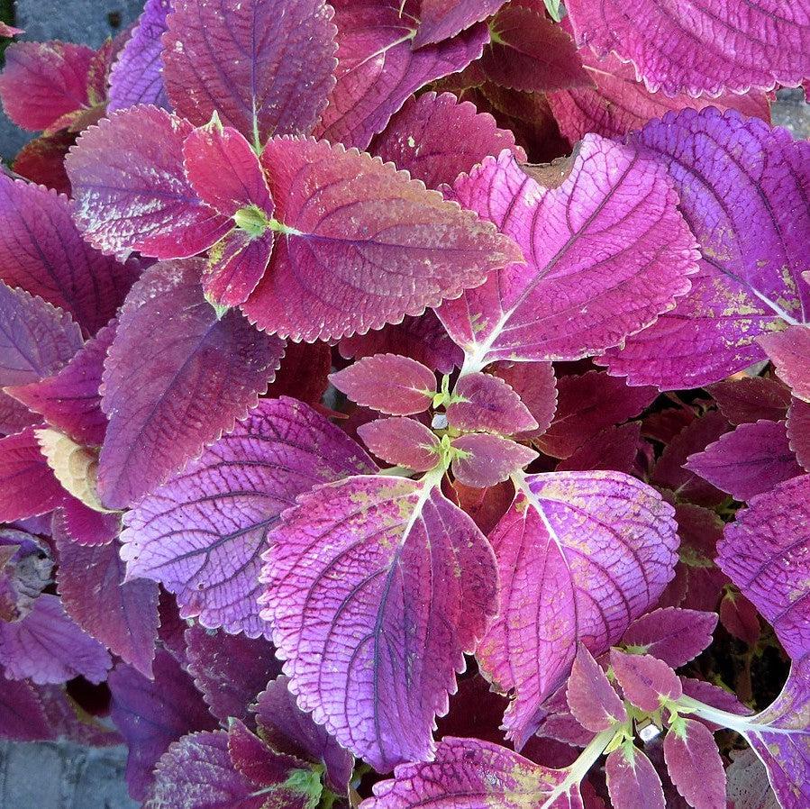 Solenostemon scutellarioides ‘Alabama’ ~ Alabama Coleus-ServeScape