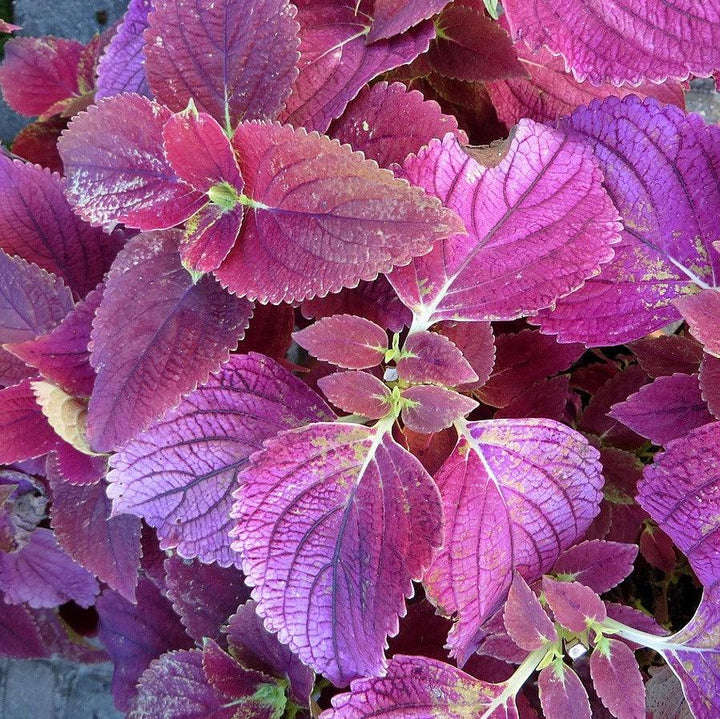 Solenostemon scutellarioides ‘Alabama’ ~ Alabama Coleus-ServeScape