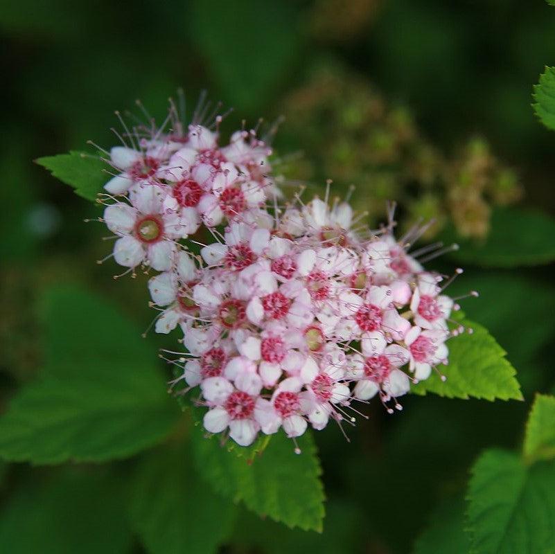 Spiraea japonica 'Little Princess' ~ Little Princess Spirea-ServeScape