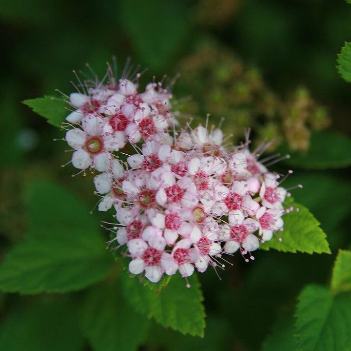 Spiraea japonica 'Little Princess' ~ Little Princess Spirea-ServeScape