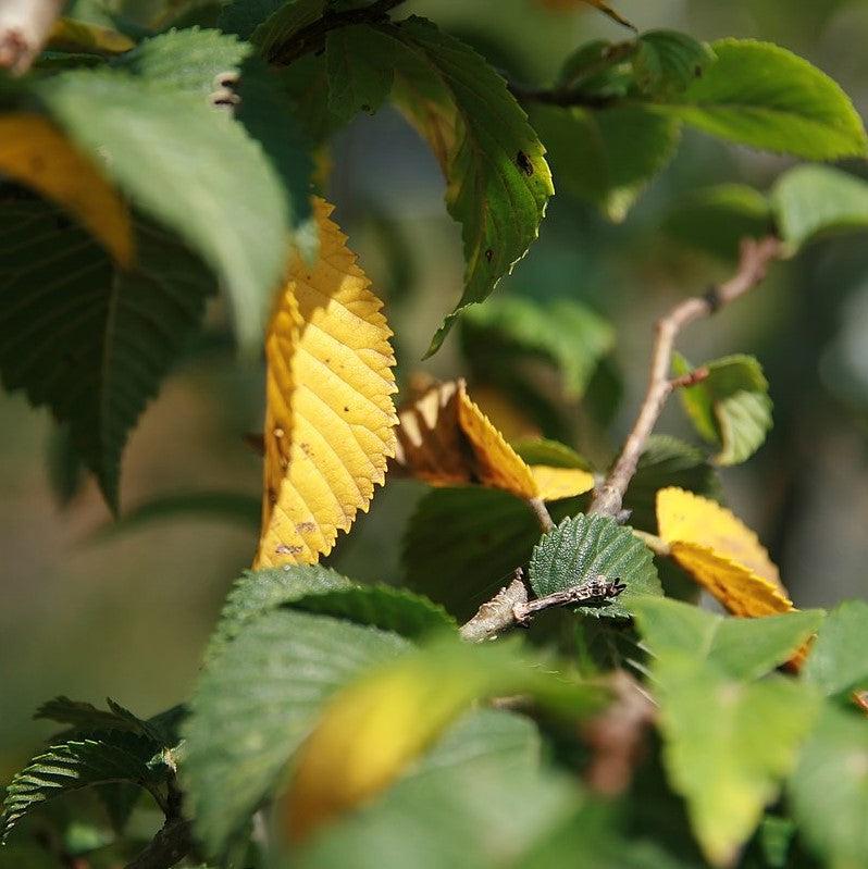 Ulmus americana ‘Valley Forge’ ~ Valley Forge American Elm-ServeScape
