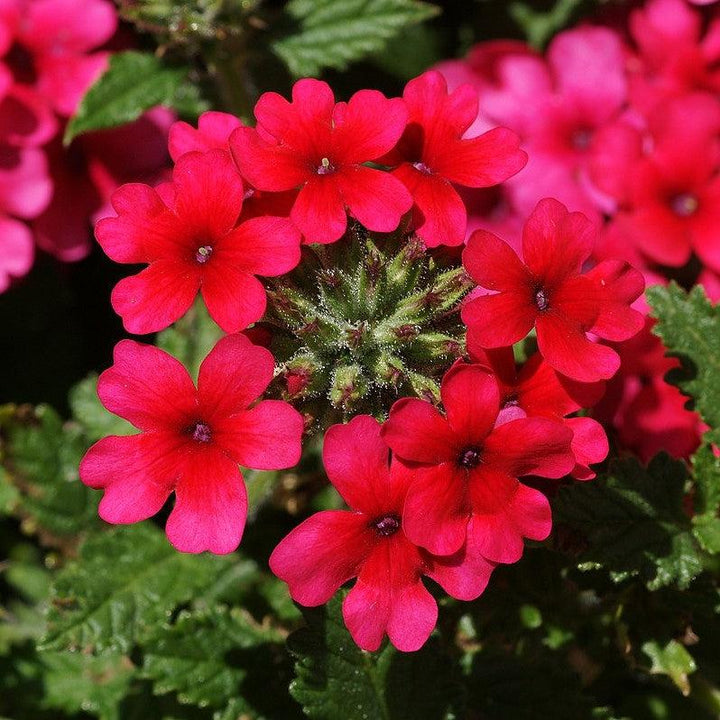 Verbena 'Vivid Brilliant Rose' ~ Vivid® Brilliant Rose Verbena-ServeScape