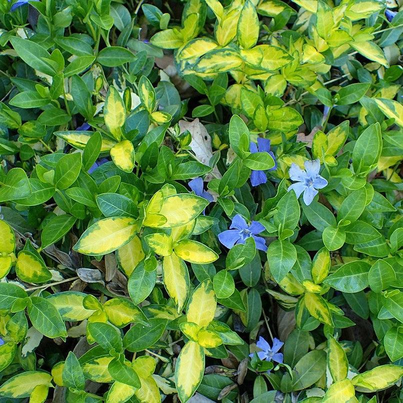 Vinca minor 'Illumination' ~ Illumination Periwinkle-ServeScape