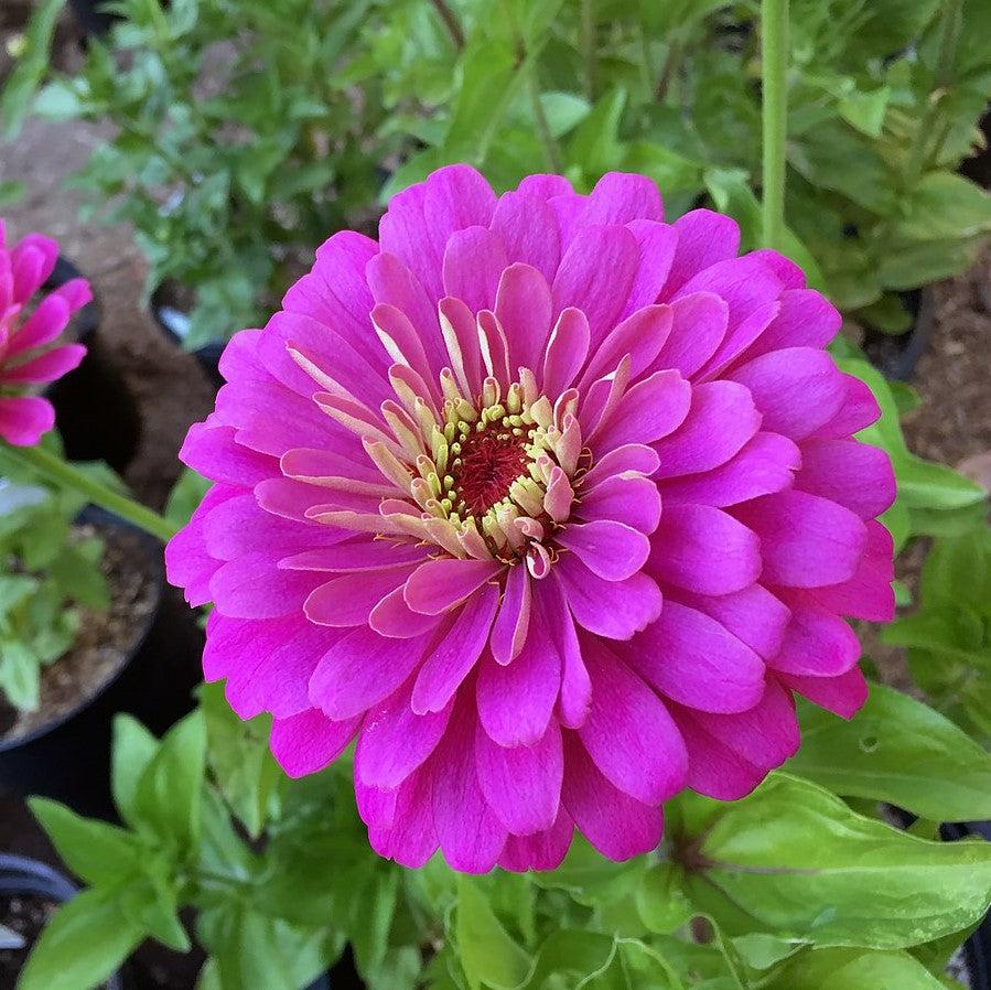 Zinnia elegans ‘Uproar Rose’ ~ Uproar™ Rose Zinnia-ServeScape