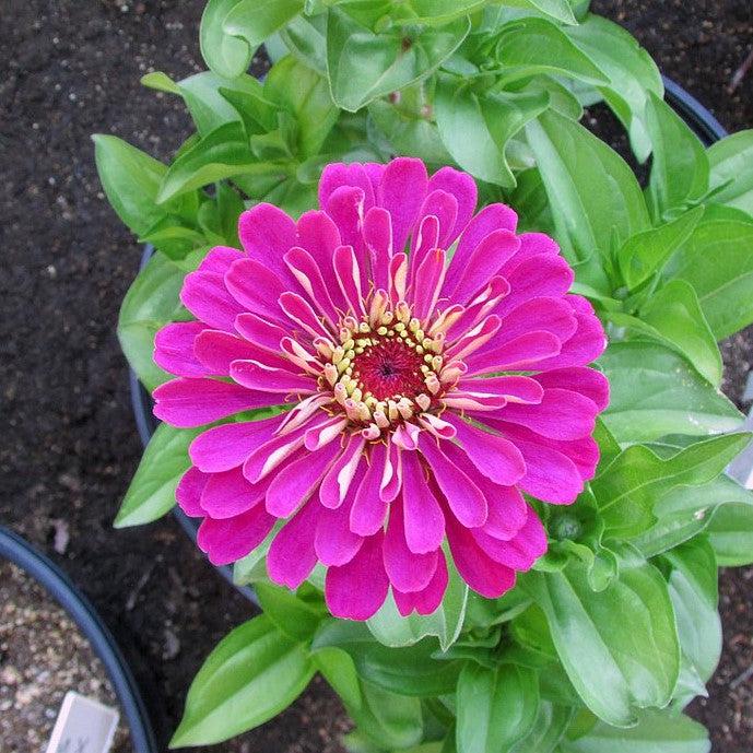 Zinnia elegans ‘Uproar Rose’ ~ Uproar™ Rose Zinnia-ServeScape