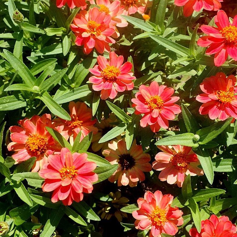 Zinnia ‘Profusion Double Deep Salmon’ ~ Profusion Double Deep Salmon Zinnia-ServeScape