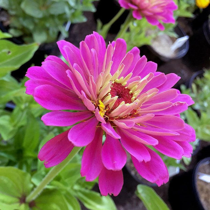 Zinnia elegans ‘Uproar Rose’ ~ Uproar™ Rose Zinnia-ServeScape