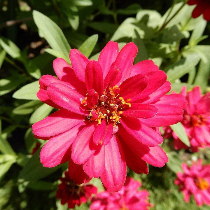 Zinnia ‘Profusion Double Hot Cherry’ ~ Profusion Double Hot Cherry Zinnia-ServeScape