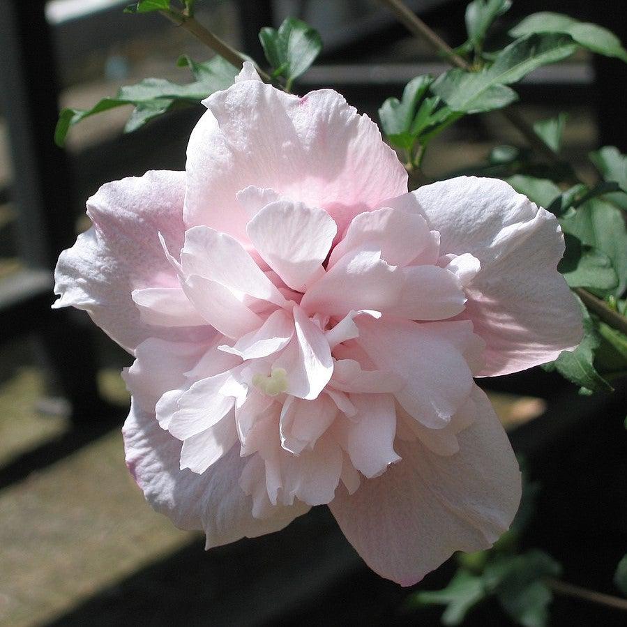 Hibiscus syriacus 'DS02SS' ~ Strawberry Smoothie™ Rose of Sharon-ServeScape