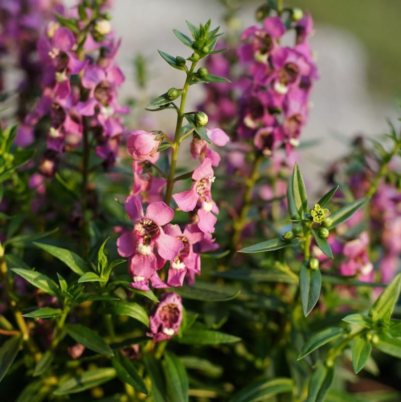 Angelonia angustifolia 'PAS1180775' ~ Serena® Rose Summer Snapdragon-ServeScape