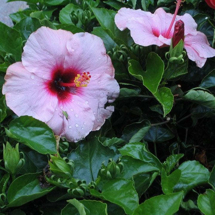 Hibiscus 'Lady Baltimore' ~ Lady Baltimore Hibiscus-ServeScape