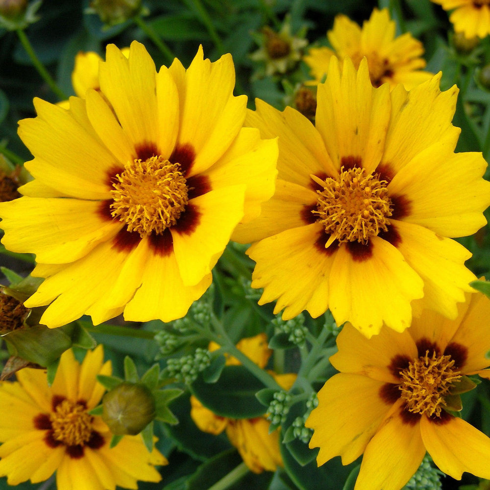 Coreopsis grandiflora 'Bright Touch' ~ Solanna™ Bright Touch Coreopsis-ServeScape