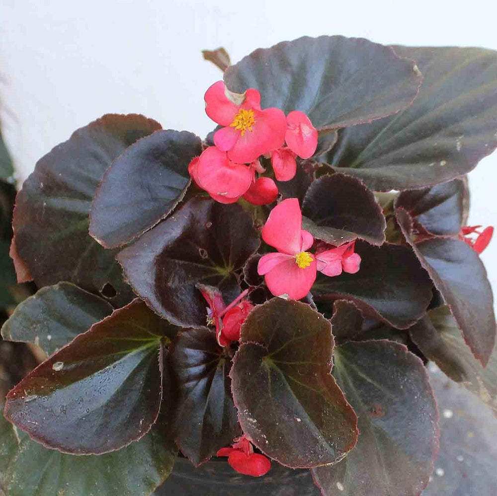 Begonia 'Bronze Leaf Rose' ~ Bronze Leaf Rose Begonia-ServeScape