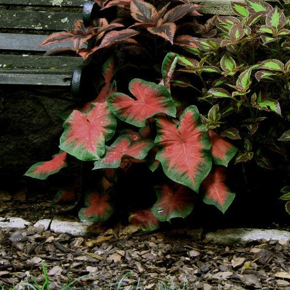 Caladium 'Postman Joyner' ~ Postman Joyner Caladium-ServeScape