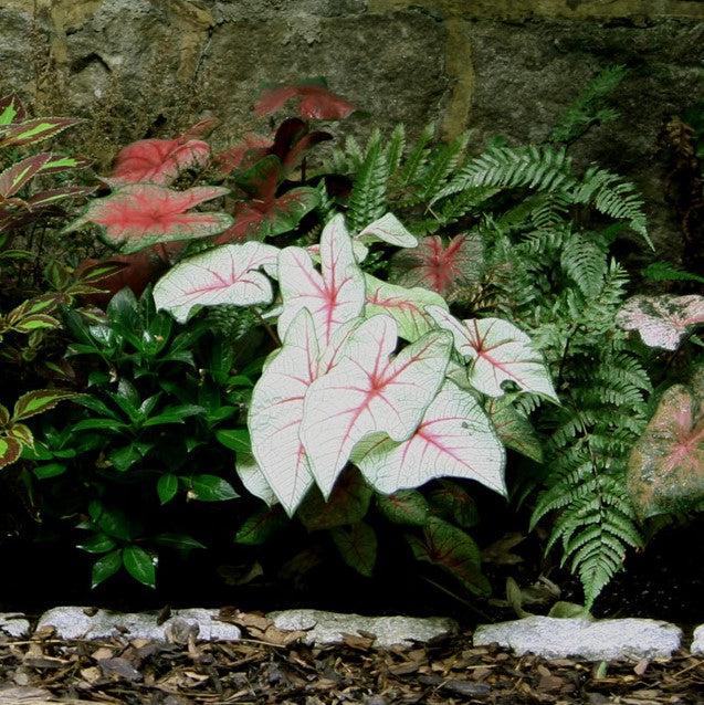 Caladium 'White Queen' ~ White Queen Caladium-ServeScape