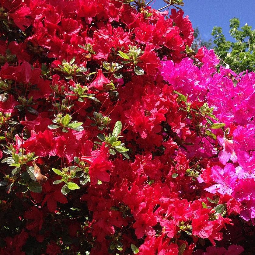 Azalea x kurume 'Christmas Cheer' ~ Christmas Cheer Azalea-ServeScape