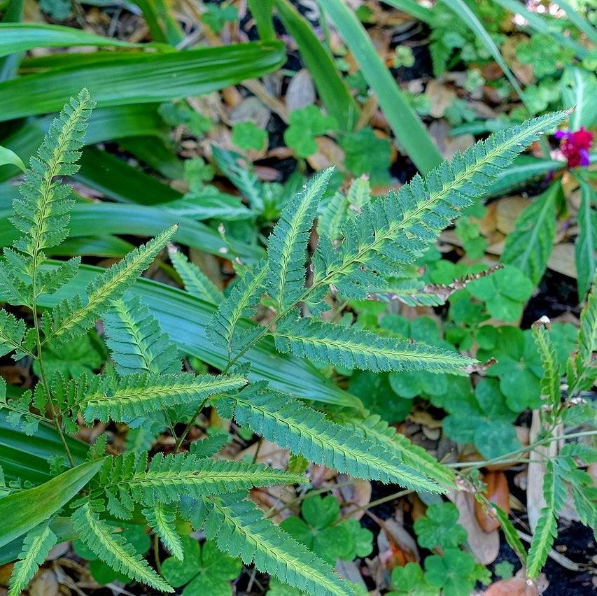 Arachniodes simplicior ~ East Indian Holly Fern, Variegated Holly Fern-ServeScape