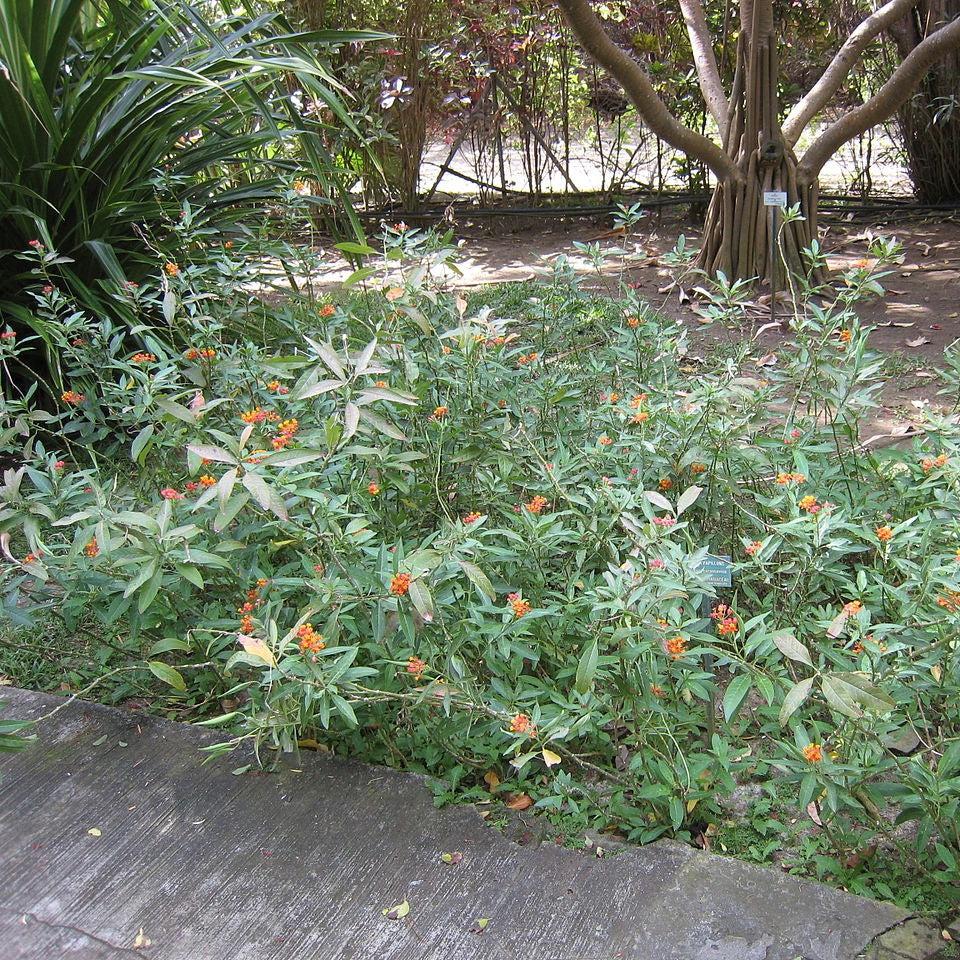 Asclepias curassavica ~ Red Milkweed-ServeScape