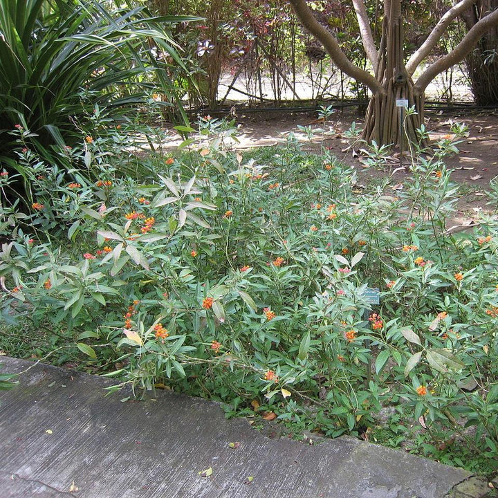 Asclepias curassavica ~ Red Milkweed-ServeScape