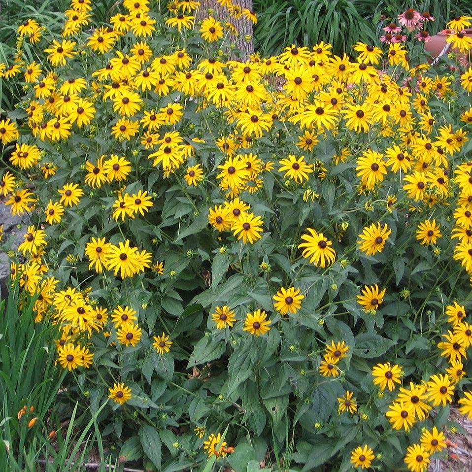 Rudbeckia hirta ~ Black-Eyed Susan-ServeScape