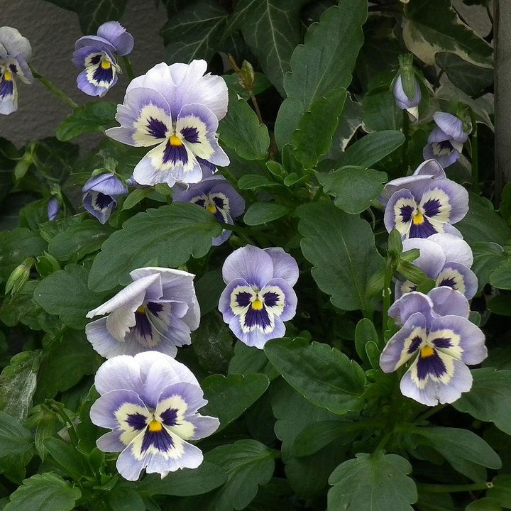 Viola x wittrockiana 'Inspire Plus Marina' ~ Inspire® Plus Marina Pansy-ServeScape