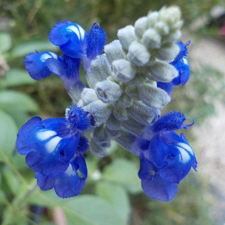 Salvia farinacea 'Deep Ocean' ~ Sallyfun™ Deep Ocean Salvia-ServeScape