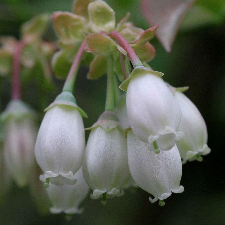 Vaccinium corymbosum ‘FC12-187’ ~ Midnight Cascade® Blueberry-ServeScape