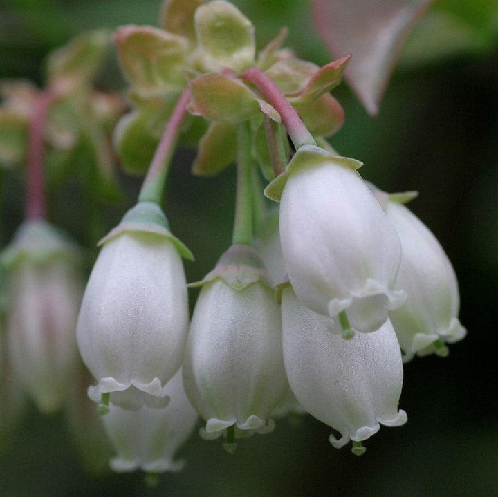 Vaccinium corymbosum ‘FC12-187’ ~ Midnight Cascade® Blueberry-ServeScape