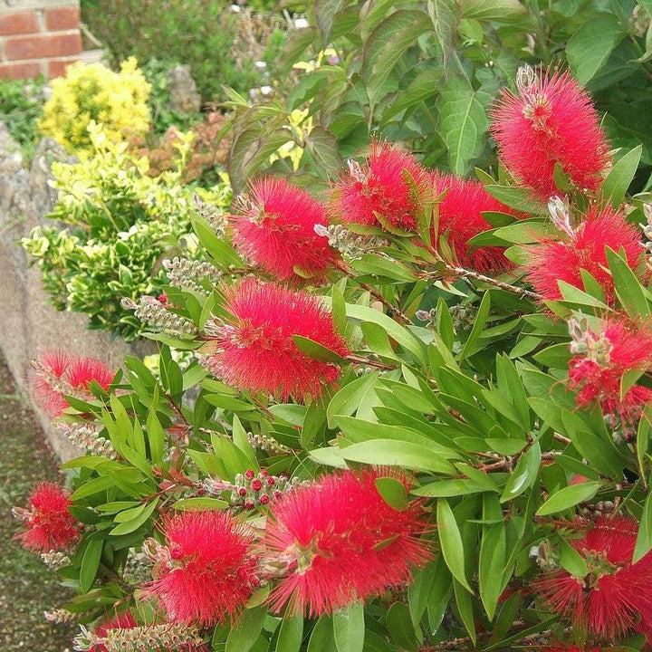 Callistemon 'Semmes Hardy' ~ Semmes Hardy Bottlebrush-ServeScape