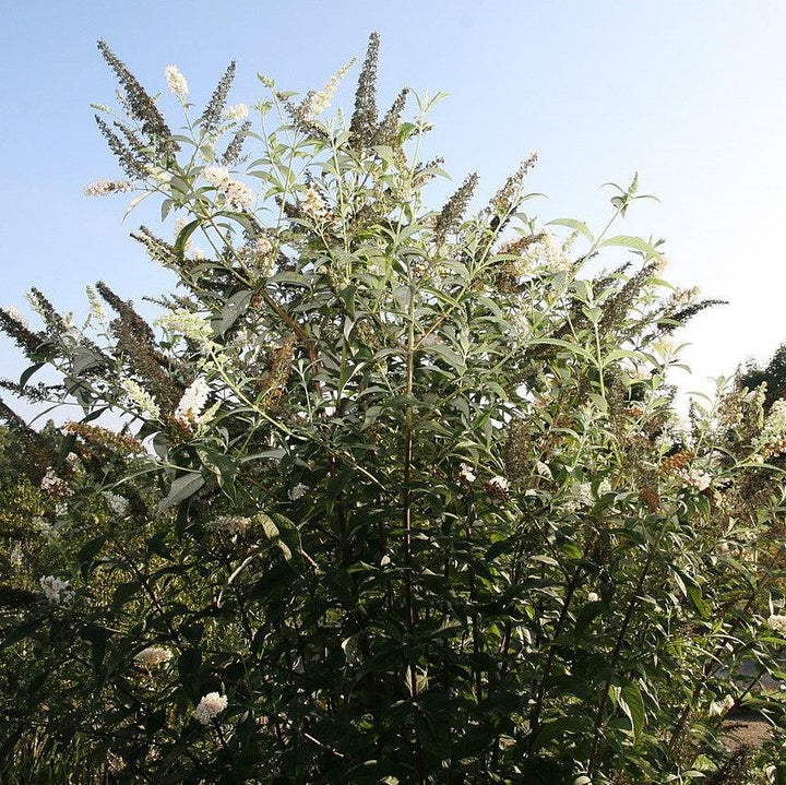 Buddleia davidii 'White Profusion' ~ White Profusion Butterfly Bush-ServeScape