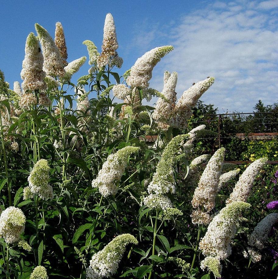 Buddleia davidii 'White Profusion' ~ White Profusion Butterfly Bush-ServeScape