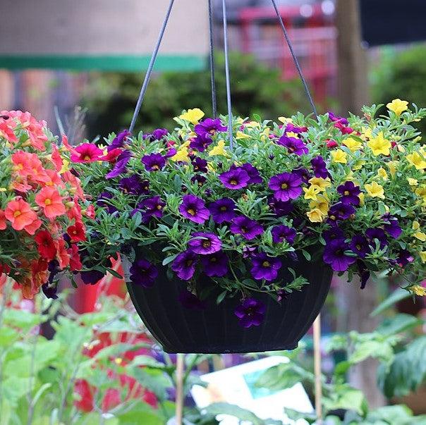 Calibrachoa 'Aloha Kona Midnight Blue' ~ Aloha Kona Midnight Blue Calibrachoa, Million Bells-ServeScape