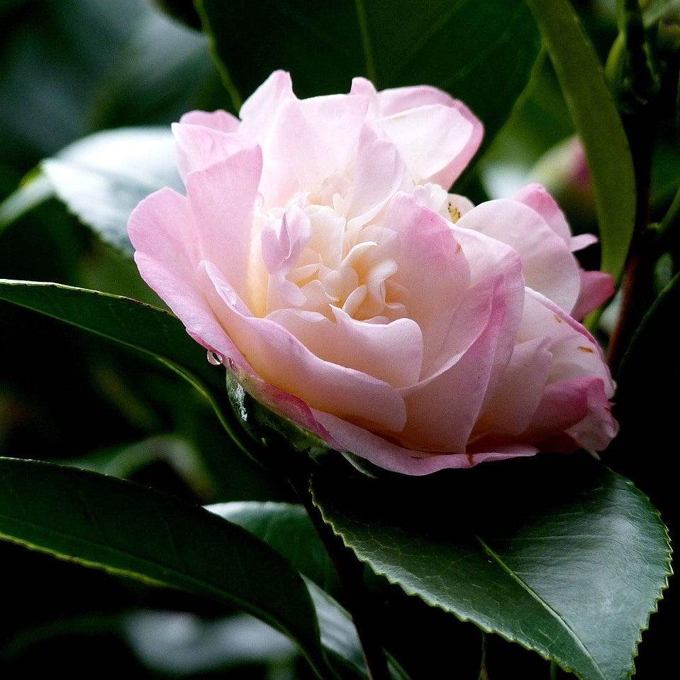 Camellia japonica 'Mrs. Lyman Clarke' ~ Mrs. Lyman Clarke Camellia-ServeScape
