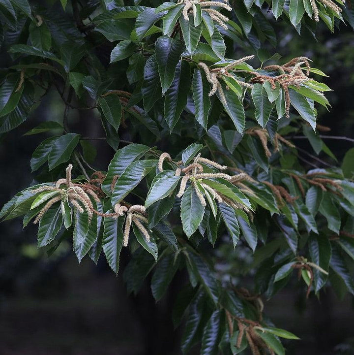 Castanea mollissima ~ Chinese Chestnut-ServeScape