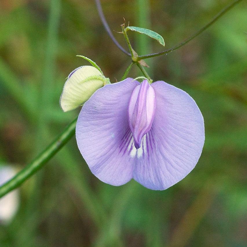 Centrosema virginianum ~ Butterfly Pea-ServeScape
