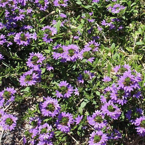 Scaevola aemula 'Bombay Dark Blue' ~ Bombay® Dark Blue Fan Flower-ServeScape