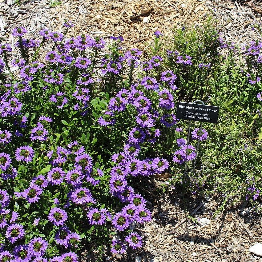 Scaevola aemula 'Bombay Dark Blue' ~ Bombay® Dark Blue Fan Flower-ServeScape