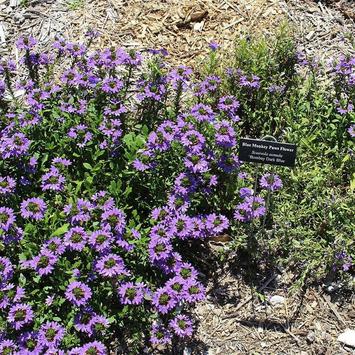 Scaevola aemula 'Bombay Dark Blue' ~ Bombay® Dark Blue Fan Flower-ServeScape