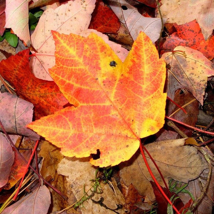 Acer rubrum 'JFS-KW78'~ Armstrong Gold® Red Maple-ServeScape