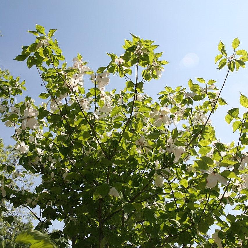 Cornus Florida 'Cloud Nine' ~ Cloud Nine Dogwood-ServeScape
