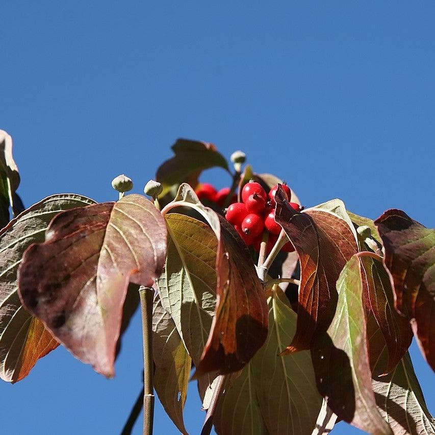 Cornus Florida 'Cloud Nine' ~ Cloud Nine Dogwood-ServeScape