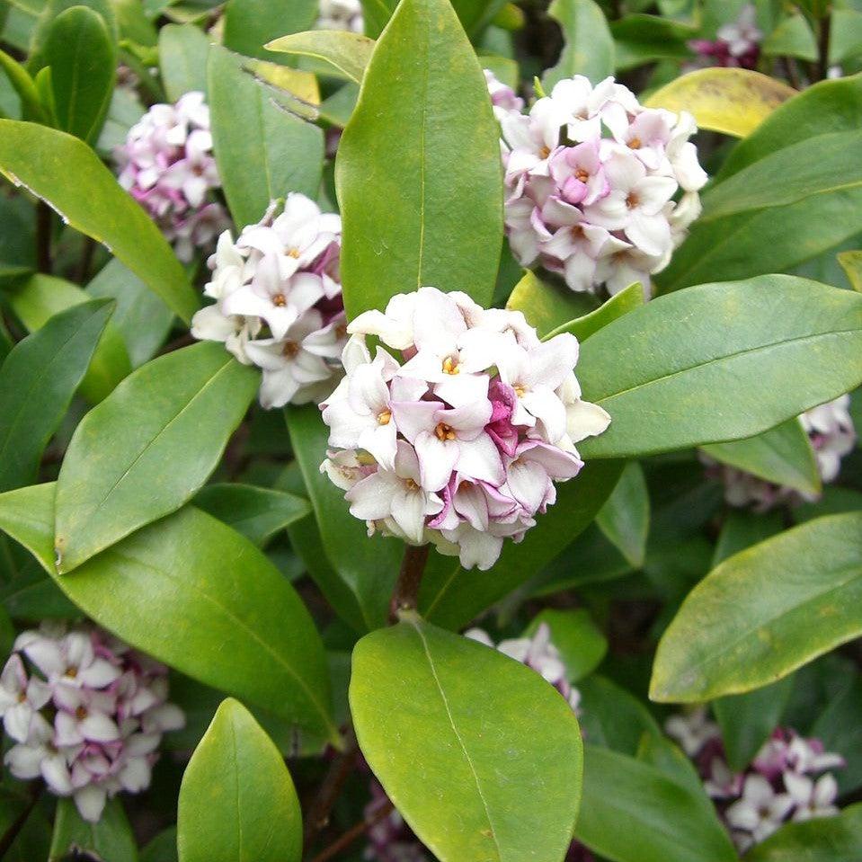 Daphne odora ~ Winter Daphne-ServeScape