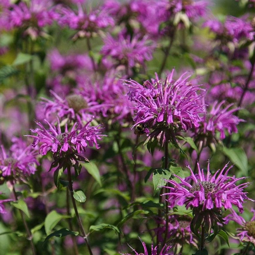 Monarda didyma 'Balbalmac' PP #26,594 ~ Balmy™ Lilac Bee Balm-ServeScape