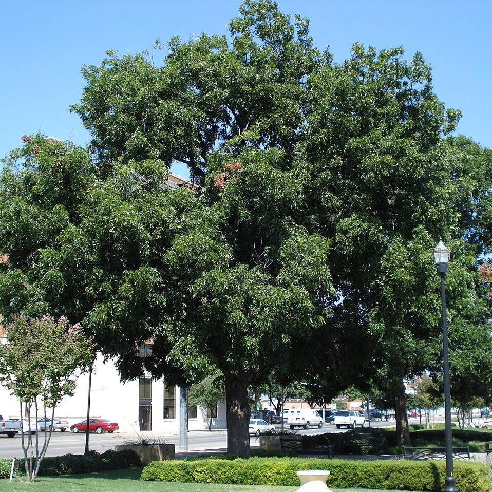 Carya 'Pawnee' ~ Pawnee Pecan-ServeScape