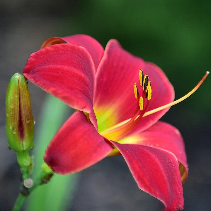 Hemerocallis 'Ruby Stella' ~ Ruby Stella D'Oro Daylily-ServeScape