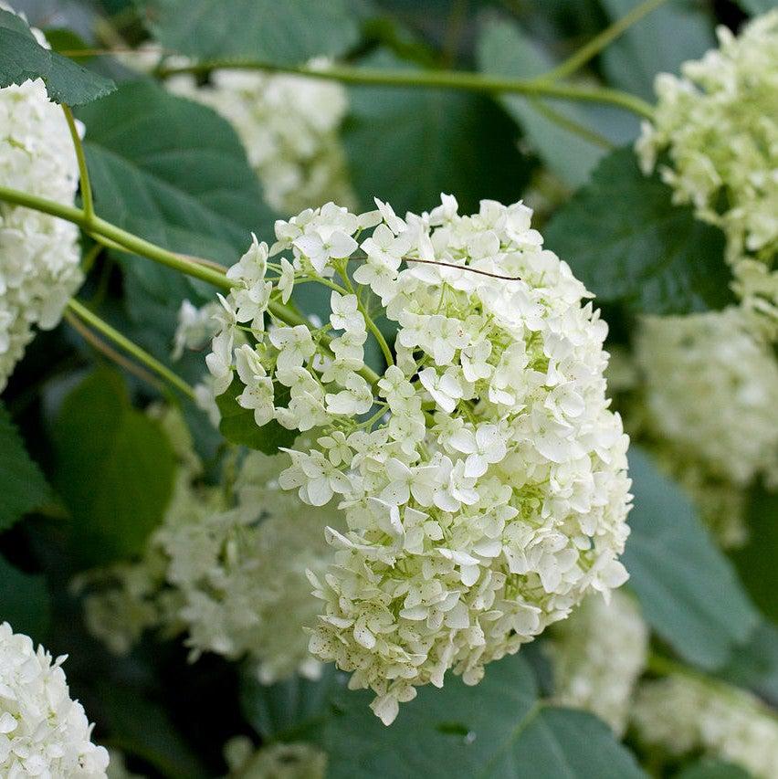 Hydrangea arborescens 'Annabelle' ~ Mophead Hydrangea, Annabelle Hydrangea-ServeScape