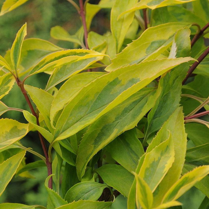 Forsythia x intermedia 'Golden Times' ~ Golden Times Forsythia-ServeScape