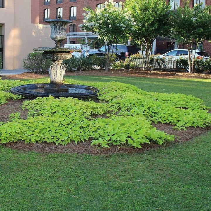 Ipomoea batatas 'Margie Compact' ~ Margie Compact Sweet Potato-ServeScape