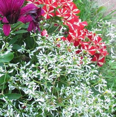 Euphorbia hypericifolia 'Hip Hop' ~ Hip Hop Euphorbia-ServeScape