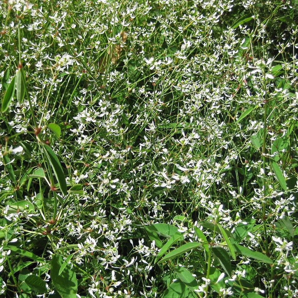 Euphorbia hypericifolia 'Hip Hop' ~ Hip Hop Euphorbia-ServeScape